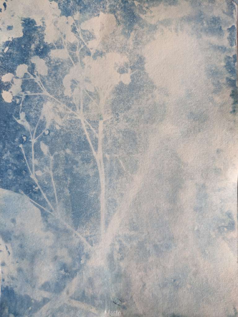 cyanotype of flowers